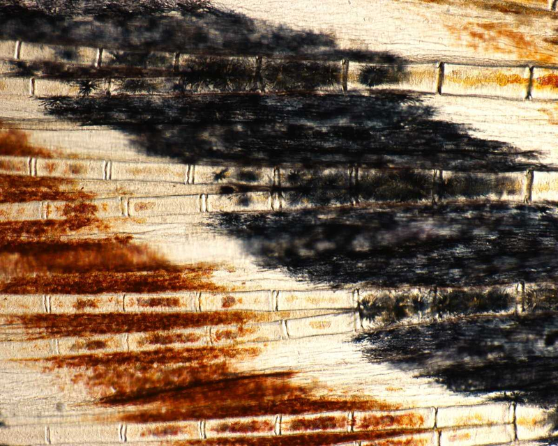 Illustration for article titled Las mejores microfotografĂas del año nos muestran la increĂble belleza de lo que no podemos ver